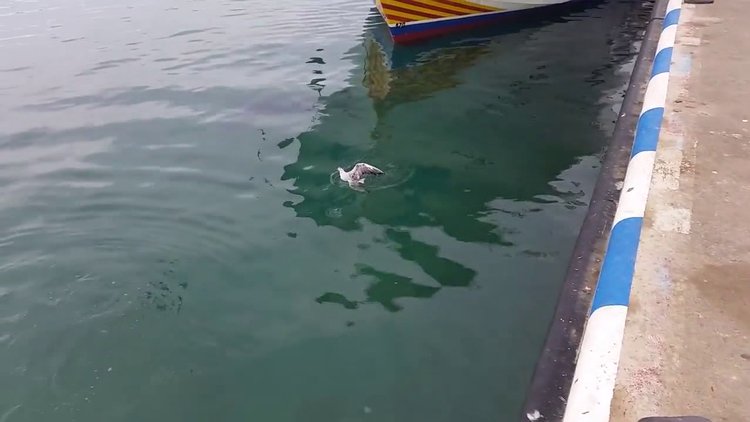 Önce yuttu, sonra çıkardı!