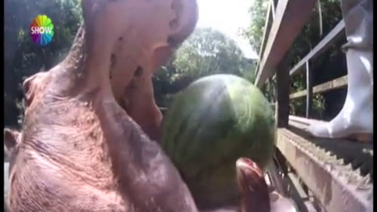 Üzüm yer gibi karpuz yedi!