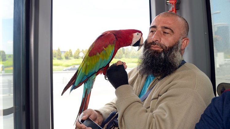 Metrobüste 'Allah' diyen papağan