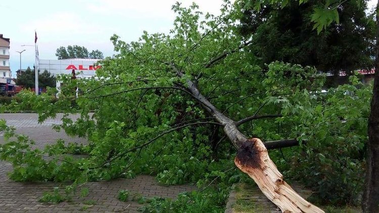 Ordu'da şiddetli rüzgar kivi bahçelerine zarar verdi