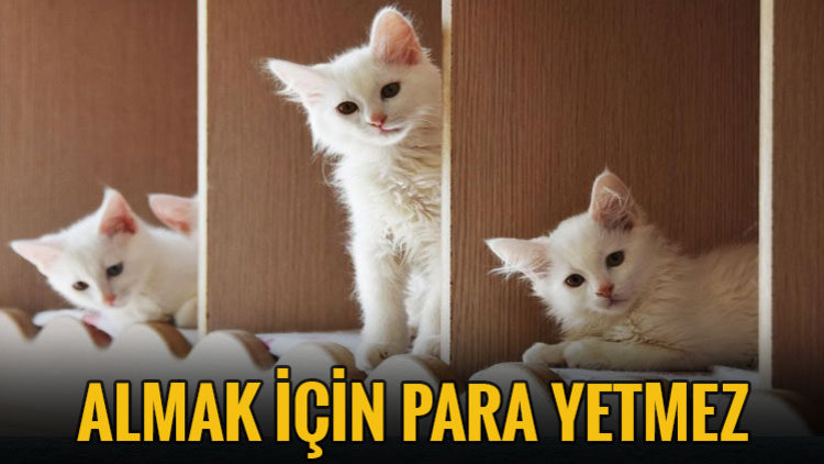 ÖMÜR BOYU SÖZLEŞME