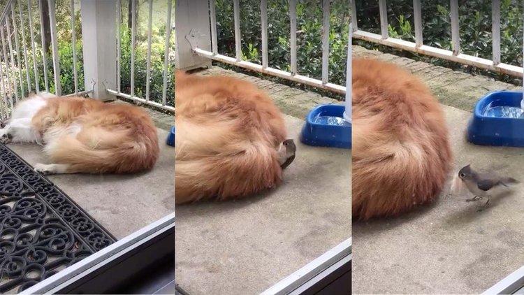 DÜNYANIN EN CESUR KUŞU