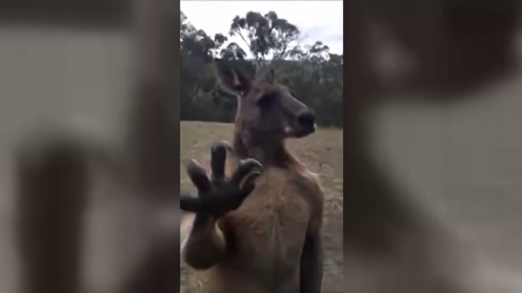 Eve girmeye çalışan kanguru!