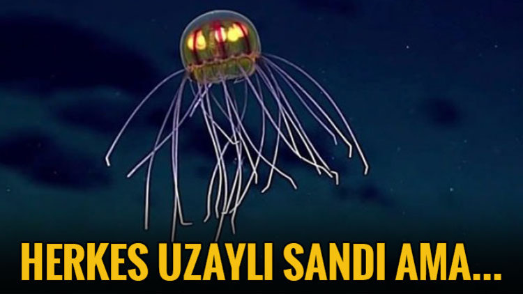 PASİFİK'TE KEŞFEDİLDİ