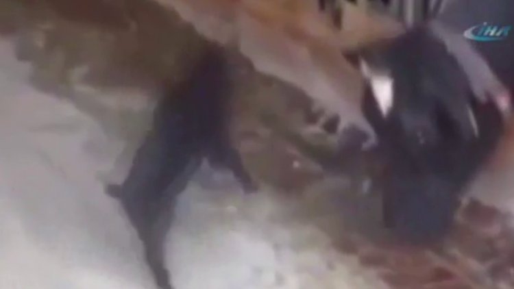 Oğlak ineğe böyle kafa tuttu