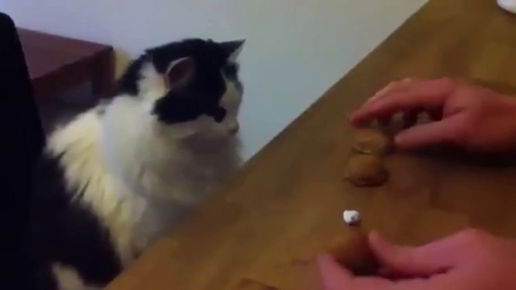 Kedinin müthiş dikkati