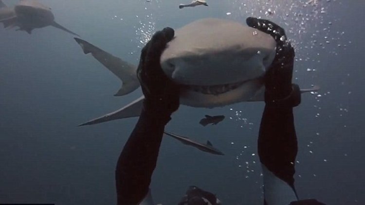 Köpekbalığını kucaklayan cesur dalgıç