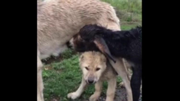 Sıpaya annelik yapan kangal