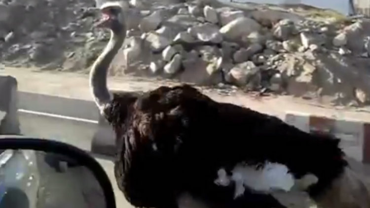 Devekuşu araçlarla yarıştı!