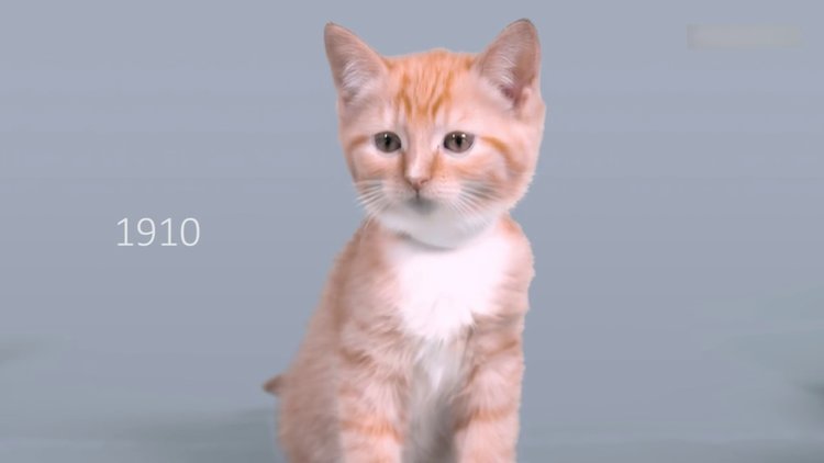 Kedilerin 100 yıllık değişimi