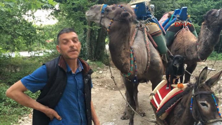 Bremen mızıkacıları gibi