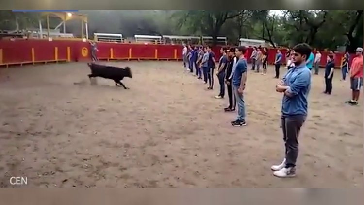 Meksika'daki ilginç boğa deneyi