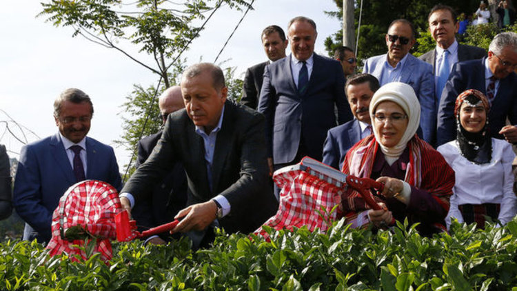 Cumhurbaşkanı Erdoğan Rize'de çay topladı