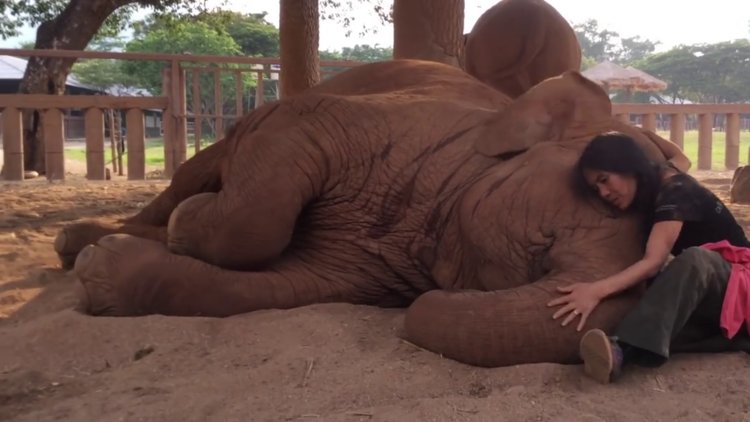 Ninniyle mışıl mışıl uyuyan sevimli fil