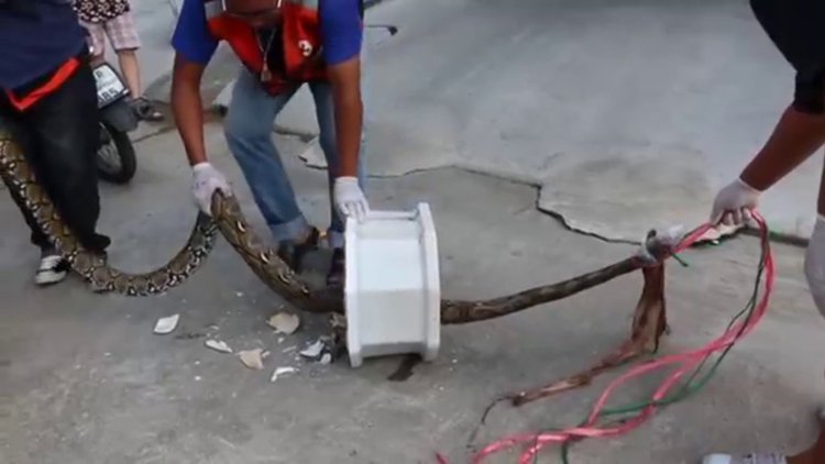 Tuvalette piton dehşeti!