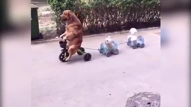 Köpekler üç tekerlekli trende!