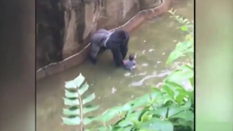4 yaşındaki çocuk goril kafesine düştü