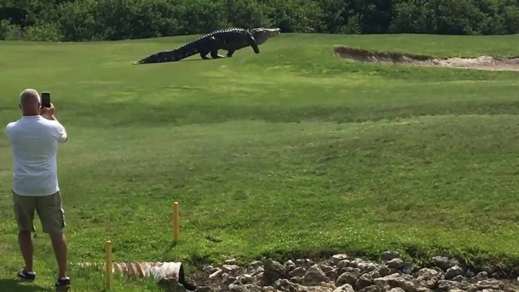 15 METRELİK TİMSAH PANİĞİ