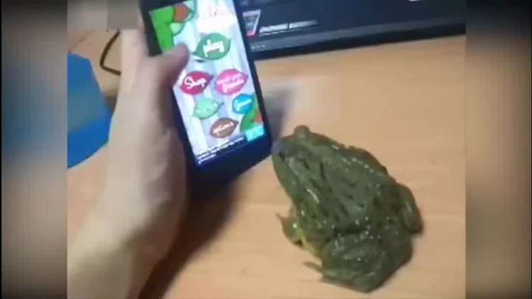 Kurbağa ile oyun olmaz!