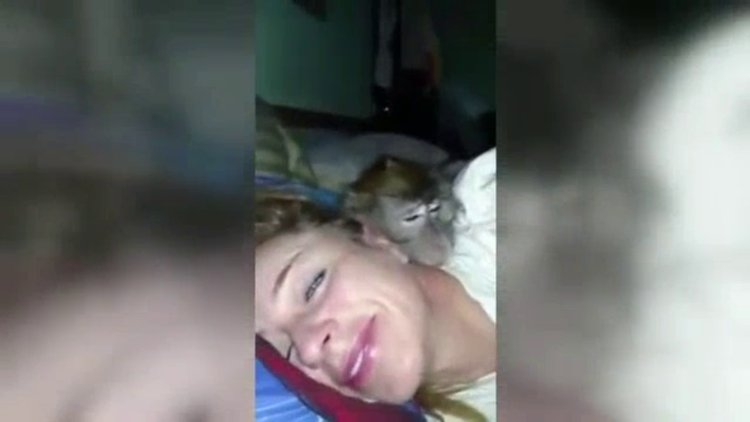 Sahibine aşık olan şempanze