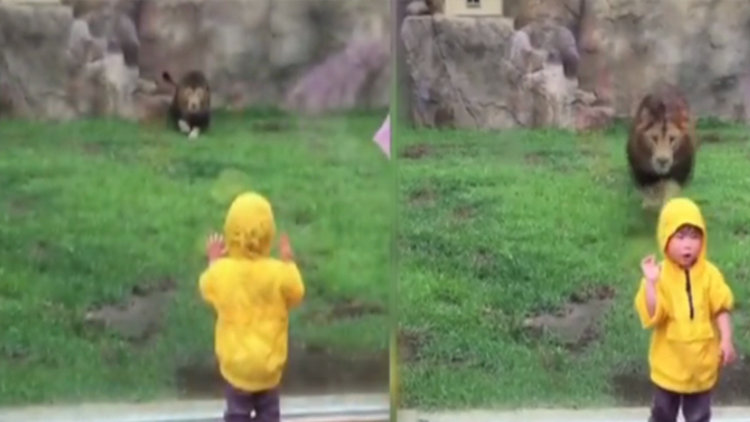 Aslan küçük çocuğa böyle saldırdı