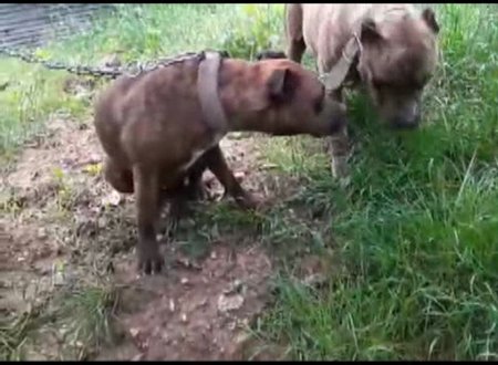 erkek pitbull u zehirlediler hamile esini zehirleyip kactilar