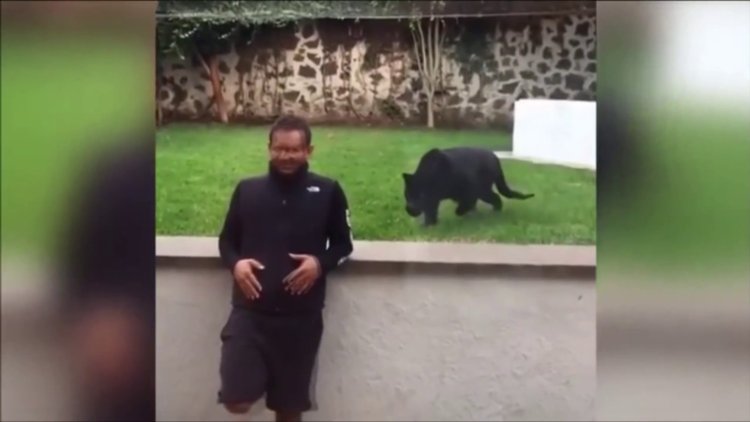Gizlice yaklaşan panter hamlesini yaptı ama...