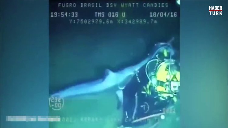 Kılıç balığının dalgıca saldırı anı kamerada