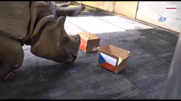 Hayvanların EURO 2016 tahminleri