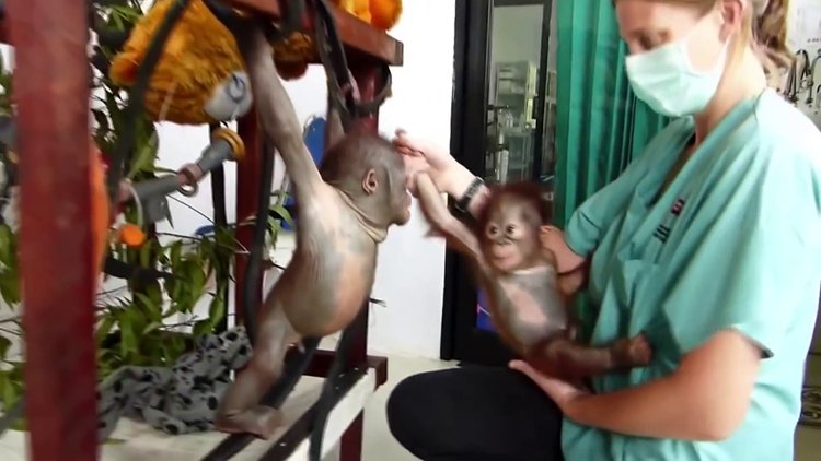 Bebek orangutanlar ilk kez tanıştı