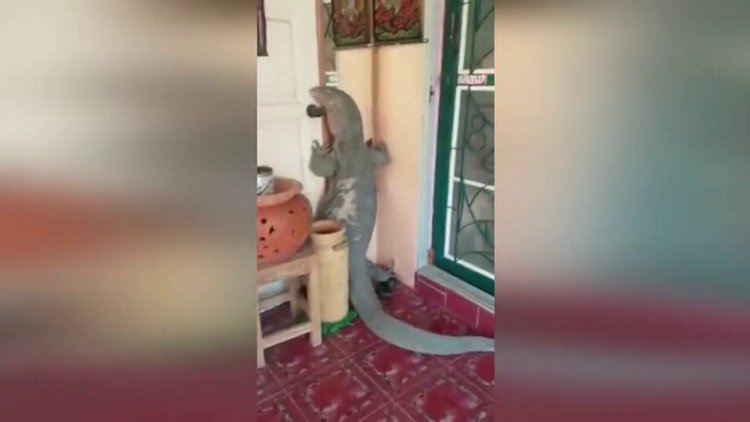 Dev kertenkele eve girerken yakalandı