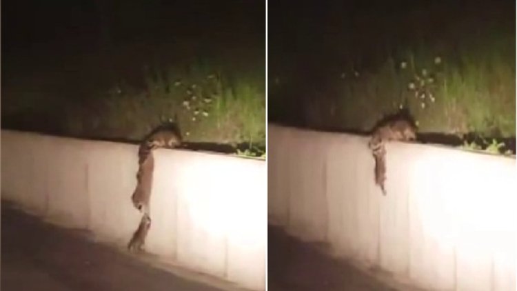 Rakunların muhteşem yardımlaşması