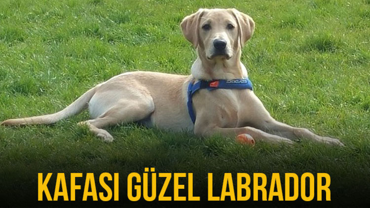 GÖZLERİ KAN ÇANAĞINA DÖNDÜ