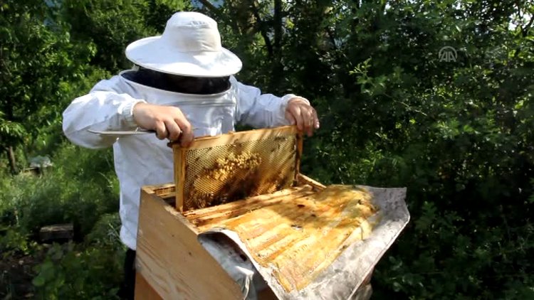 "Sokmayan arı"ya yoğun talep