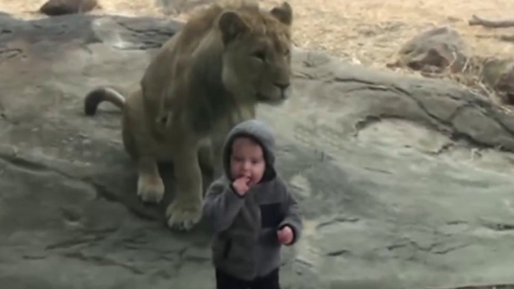 Çocukların hayvanat bahçesindeki keyifli halleri