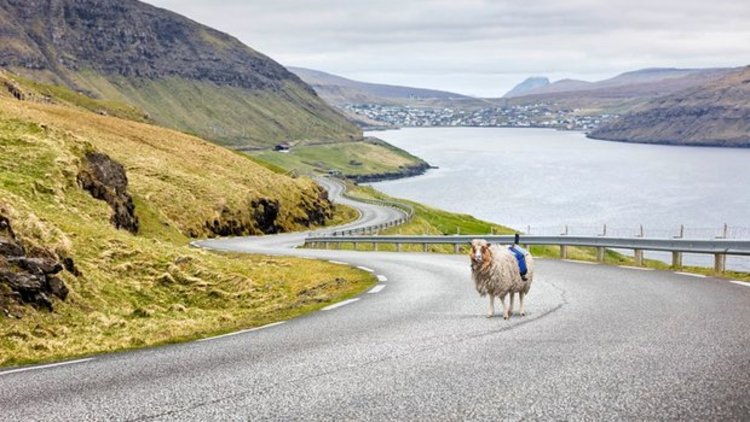 Google'dan koyun yatırımı