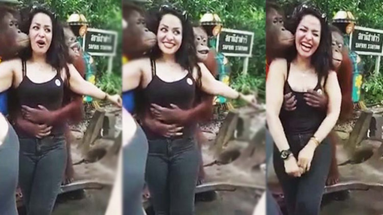 Orangutan turisti taciz etti