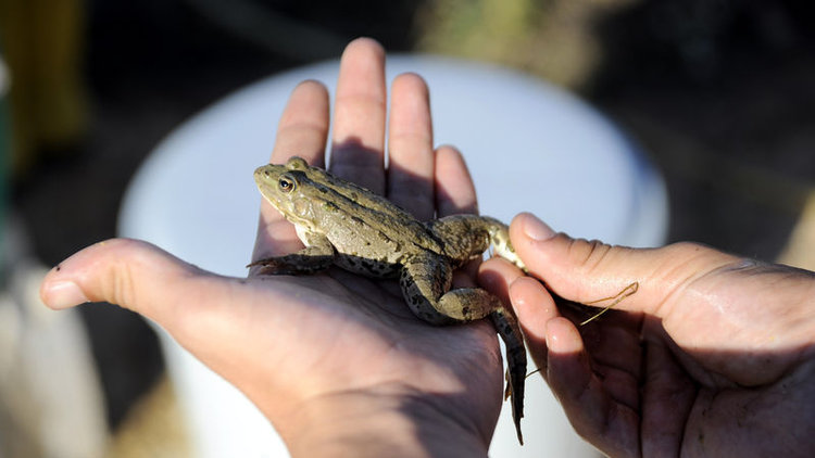 Türk profesör Fransa'ya kurbağa satacak