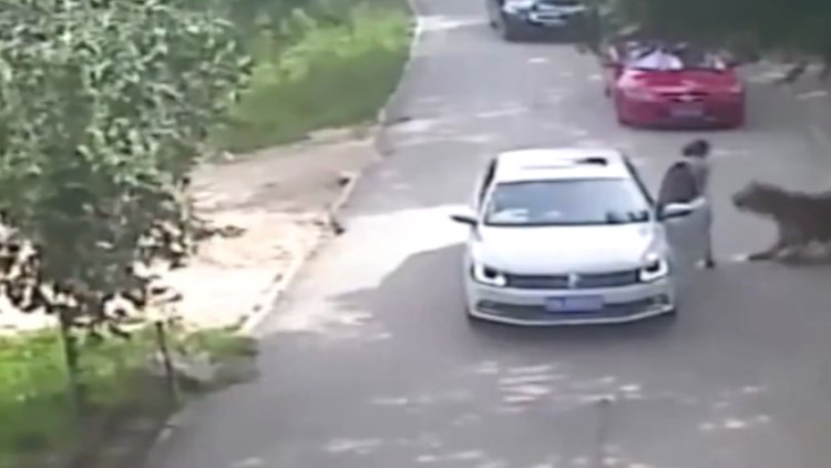 Çin'de kaplan dehşeti: 1 ölü, 1 yaralı