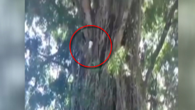 Gerçek hayattaki Tarzan