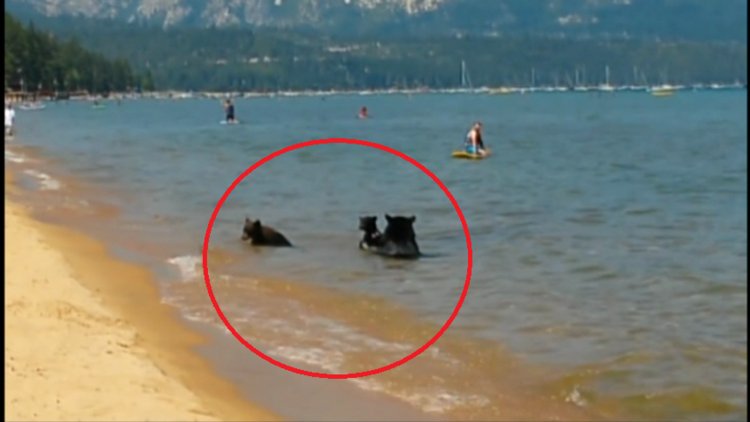 Anne ayı ve yavrularının deniz keyfi