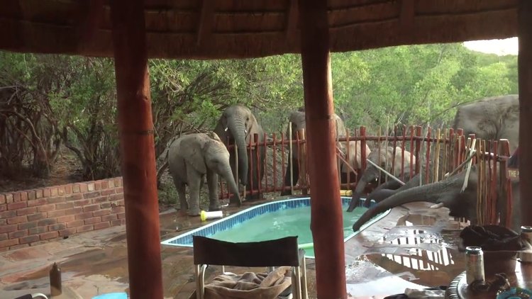 Yüzme havuzuna su içmek için gelen filler