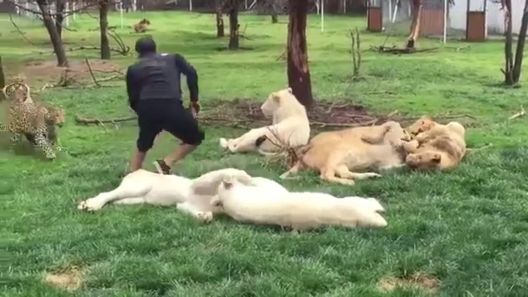 Leoparın saldırısından kaplan sayesinde kurtuldu