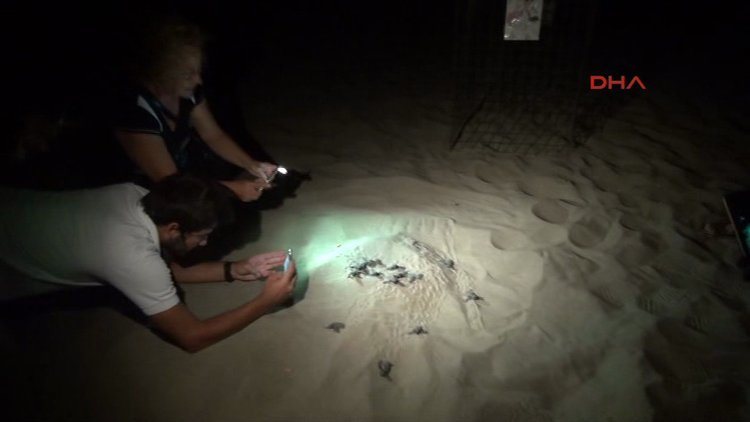 Antalya plajında caretta caretta yavruları Akdeniz'le buluşuyor