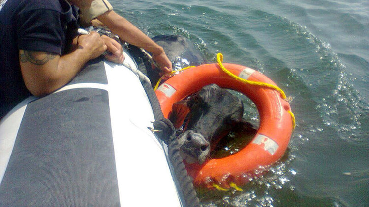 İzmir Körfezi'nde "Angus" kurtama operasyonu