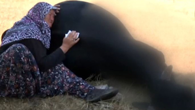 Yaşlı çift telef olan ineklerine sarılıp ağladı