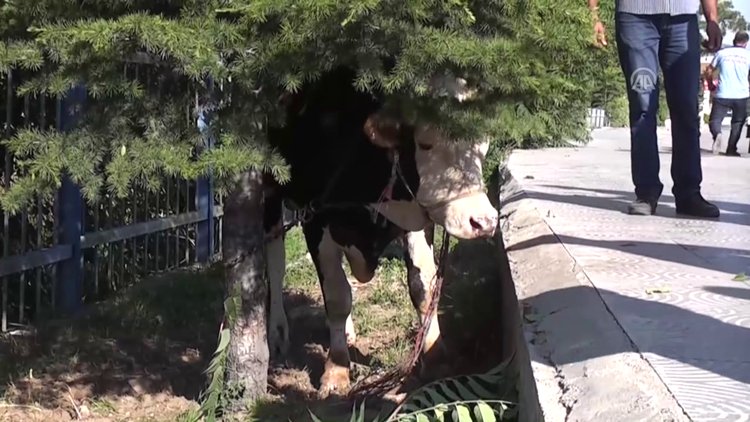 Kaçan kurbanlığı yakalamak için ekipler seferber oldu