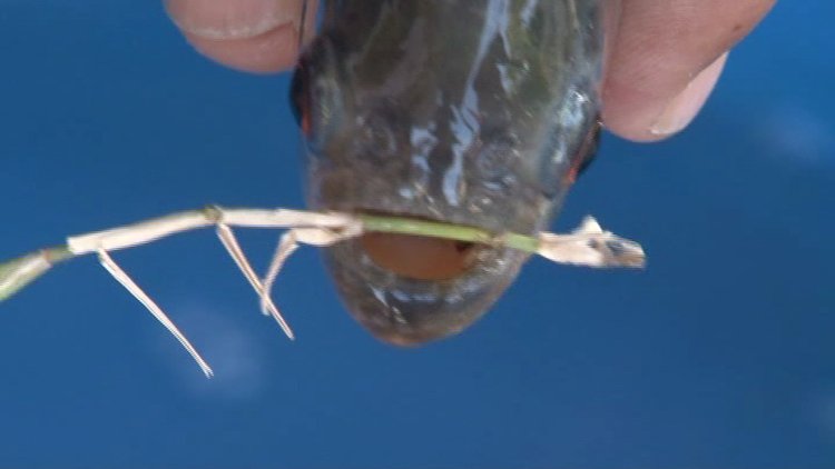 Seyhan baraj gölünden pirana çıktı