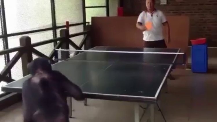 Masa tenisi ustası maymun