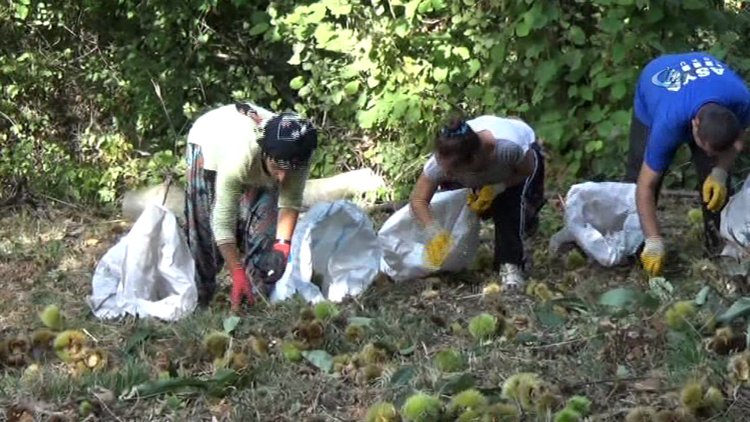 Katil arılar 20 bin ağacı kuruttu